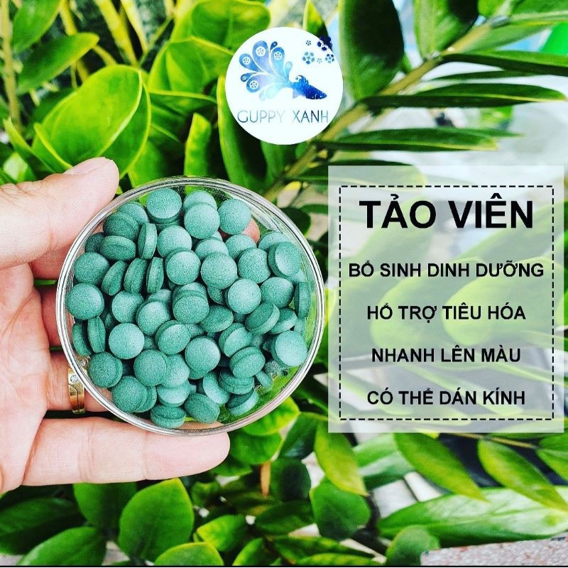 100 Tảo Viên - Thức Ăn Nuôi Artemia Cá Tép Cảnh - Guppy Xanh