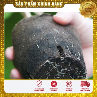 COMBO 02 SIÊU RA RỄ Tăng Lực cho cây