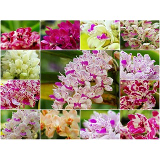 Lan (ngọc điểm cây năm 3)