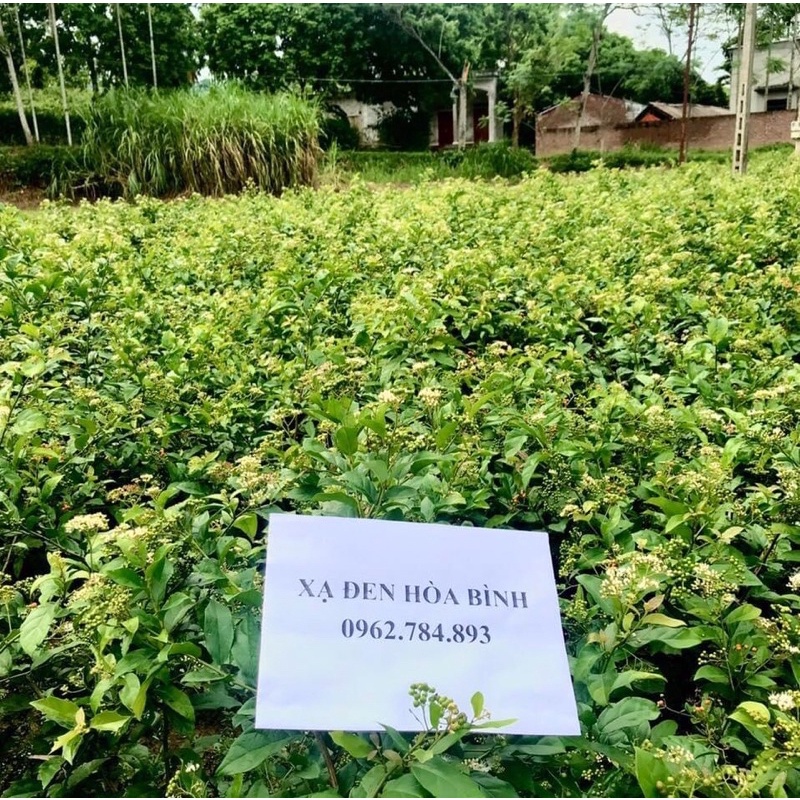 Combo 5kg Xạ đen Hoà Bình (SAO VÀNG HẠ THỔ)