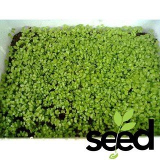 [GIỐNG CHỊU NHIỆT] 50G - Hạt Giống Cải Bẹ Xanh Mỡ