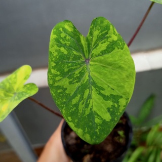Chậu cây alocasia Lemon lime gecko - ship toàn quốc