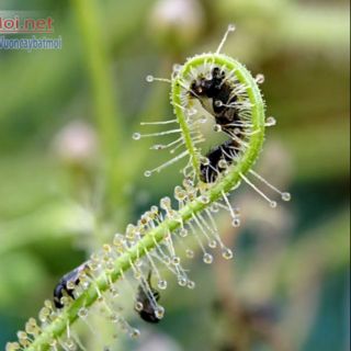 Bộ gieo hạt Cây Gọng Vó Drosera Indica Green