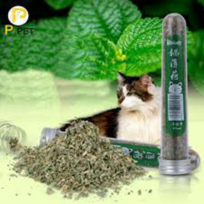 Cỏ bạc hà cho mèo phê pha xả stress
