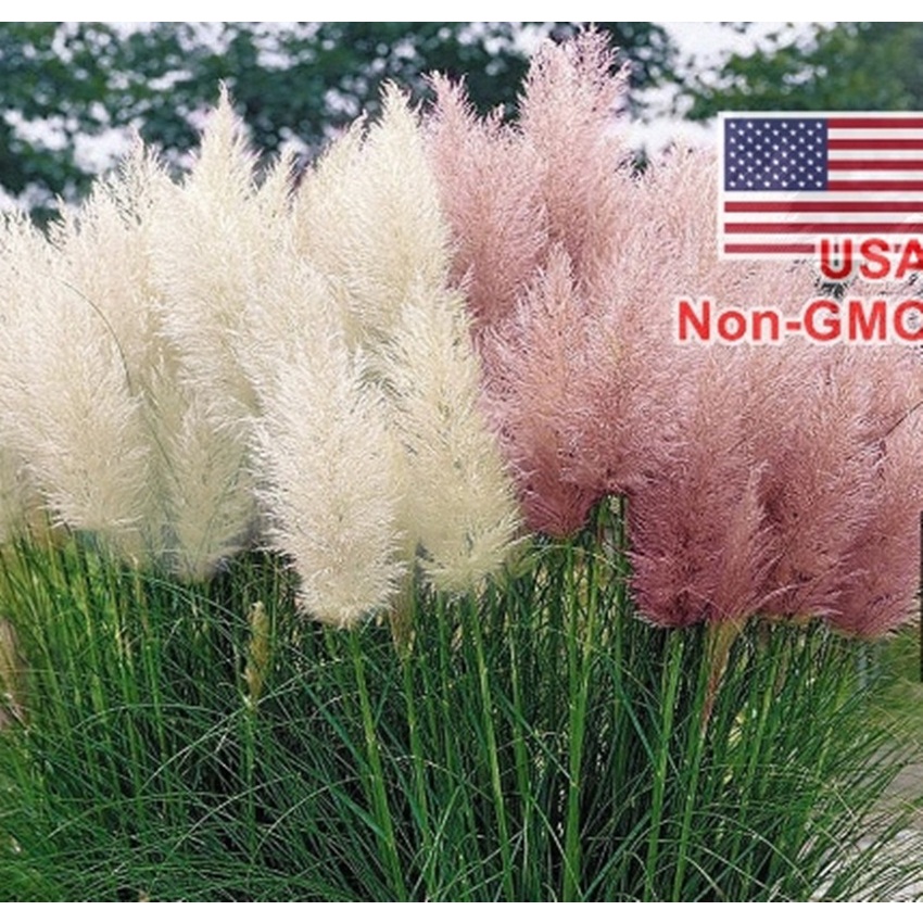 Hạt Giống Cỏ Bông Lau Mỹ - Mix Hồng Trắng - Hàng công ty, nảy mầm tốt- Tặng gói bón lá