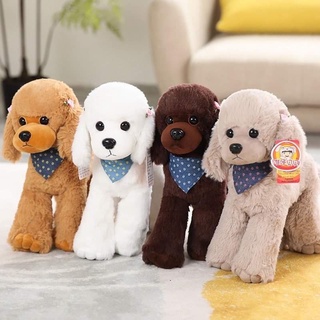 Chó bông poodle quàng khăn đáng yêu