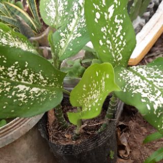 cây thiên thanh(cây đồi mồi)