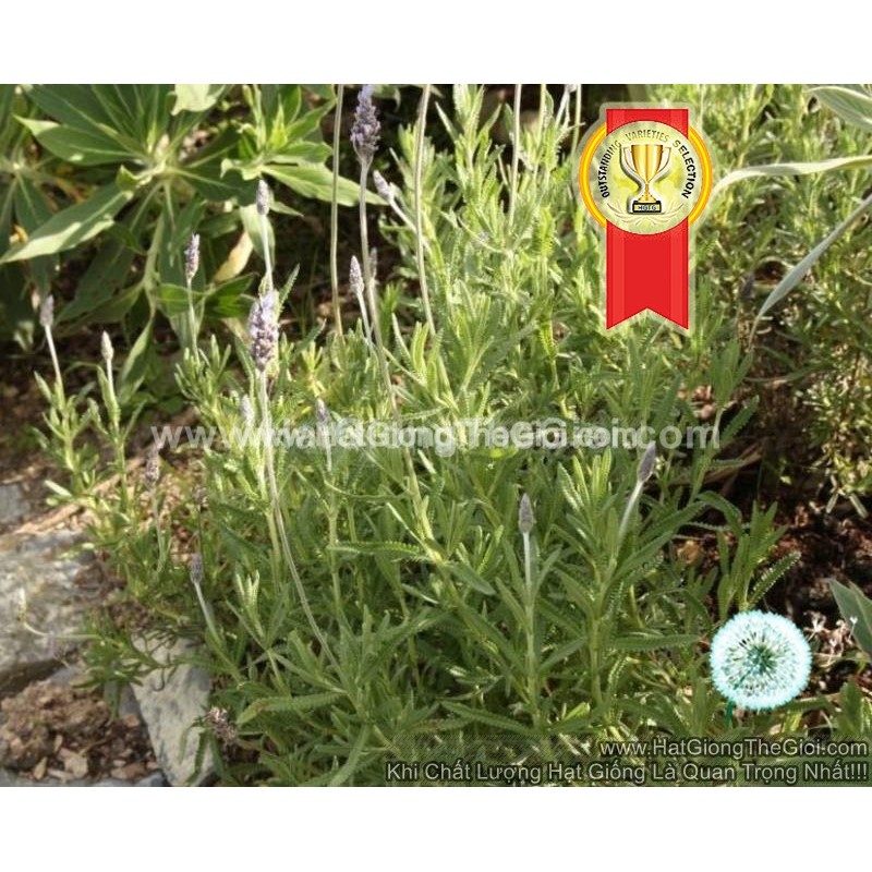 50.HAT Hạt Giống Hoa Oải Hương Sai Bông Lavender French TG74 (TLB2| -KD: B6*V13*M208)