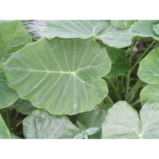 Combo 3 cây dọc mùng giống về trồng