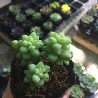 Combo sản phẩm 