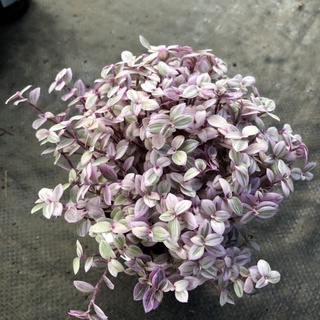 Cây Pink lady - Qúy Cô Màu Hồng