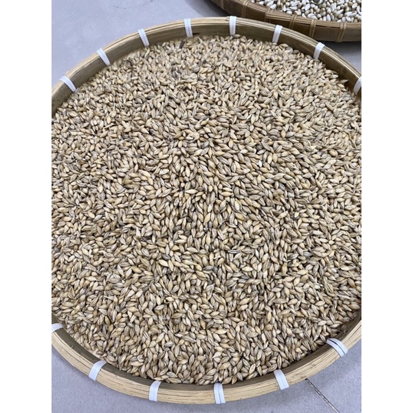 Lúa mạch thức ăn cho gà ,chim,vẹt,hamster