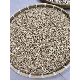 Lúa mạch thức ăn cho gà ,chim,vẹt,hamster