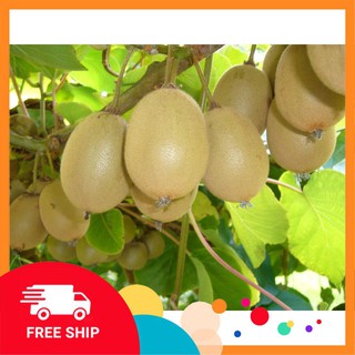 30 Hạt giống Kiwi xanh (tặng gói Kích nẩy mầm và Hướng dẫn) KHUYẾN MẠI TRONG NGAY