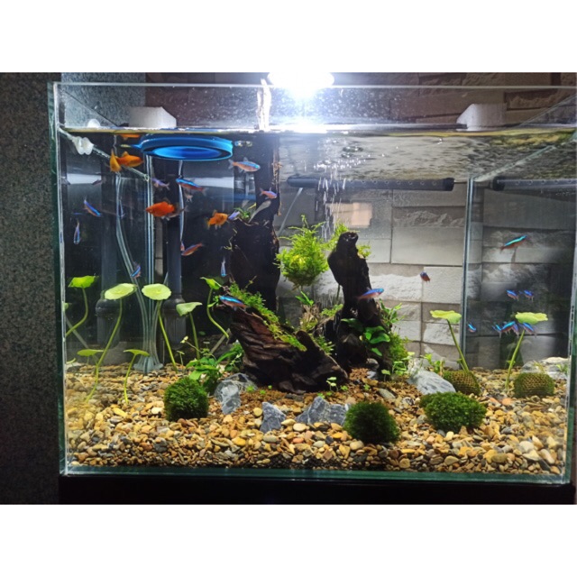 Sạn suối 500g trang trí bể cá