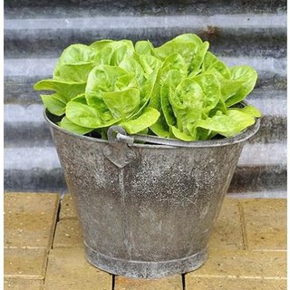 0.2 gram Hạt giống xà lách ROMAIN [CHẤT LƯỢNG]
