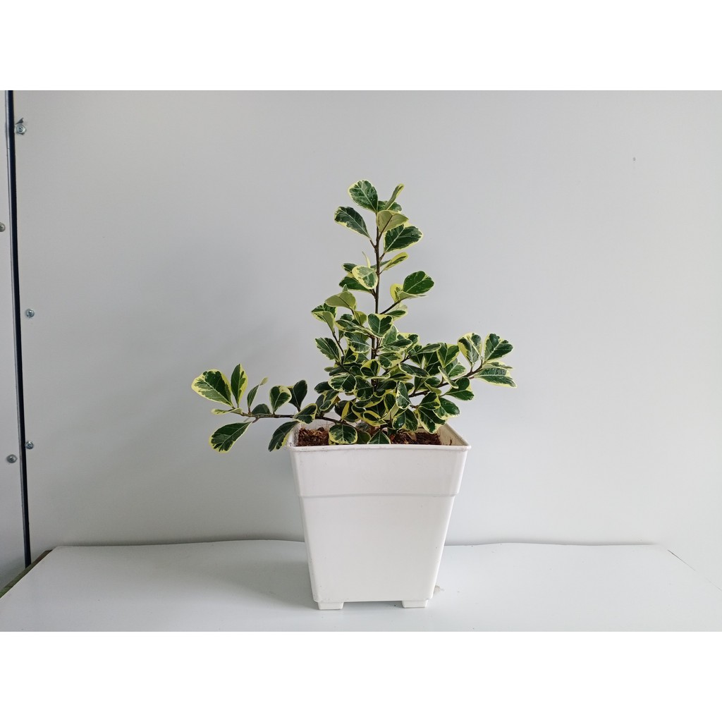 Chậu nhựa vuông 2 tầng 17x18x12cm