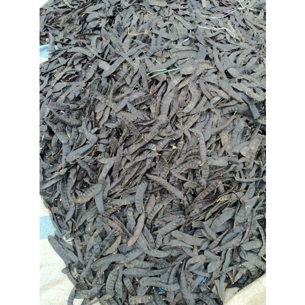 BỒ KẾT RỪNG GIA LAI_VỤ MỚI KHÔNG Ủ THUỐC CHỐNG MỐC. 500GR