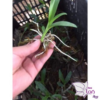 Phong Lan 🍀FREESHIP🍀 Lan Trầm rừng tím [ Siêu Rẻ ]