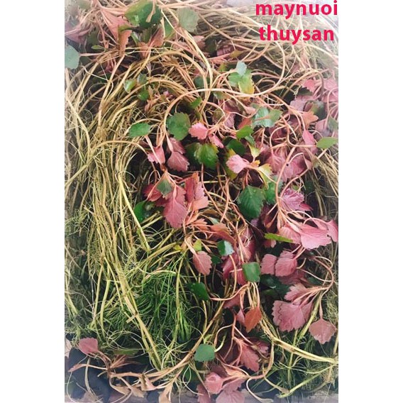 200 Cây ấu giống