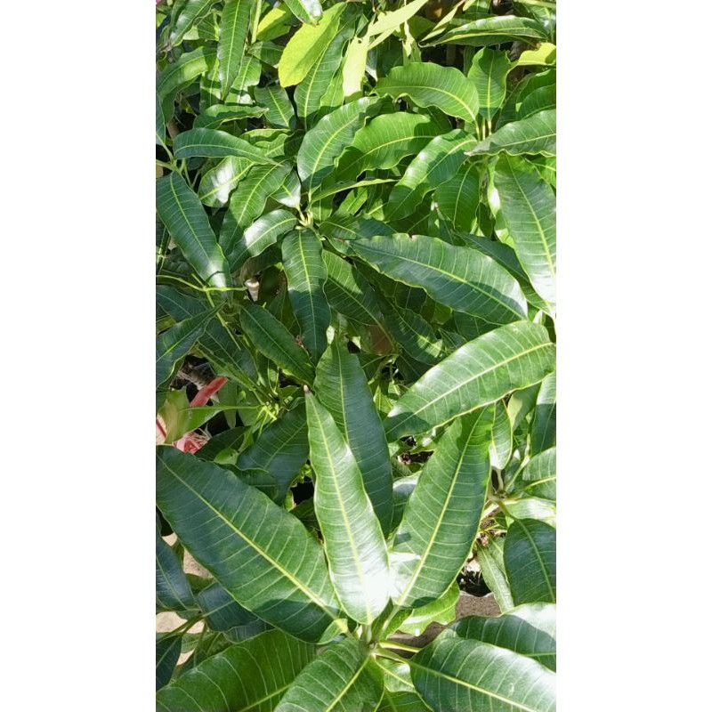 CÂY XOÀI TỨ QUÝ CHO QUẢ SỚM