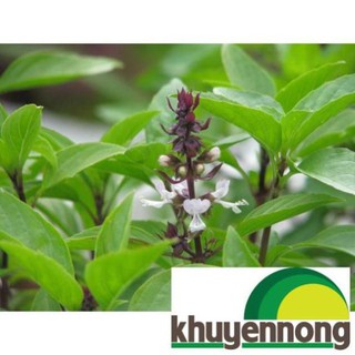 Hạt giống húng quế 200 hạt