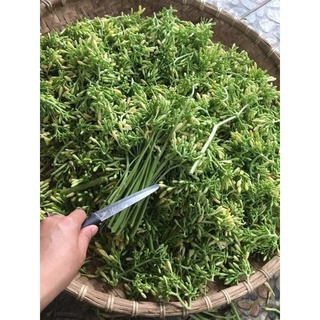 200 Hạt giống đu đủ đực sai hoa