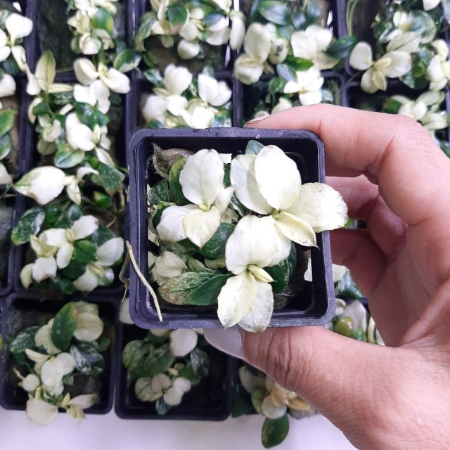 Giảm giá Ráy nana white - BeeCost