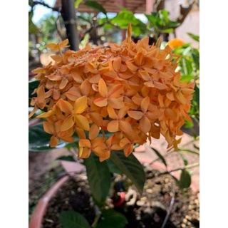 Mẫu đơn mỹ vàng nghệ