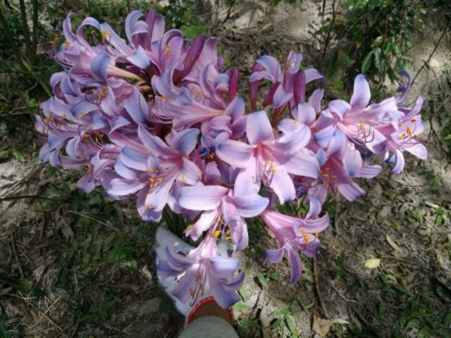 Củ Hoa Bỉ Ngạn 5 màu