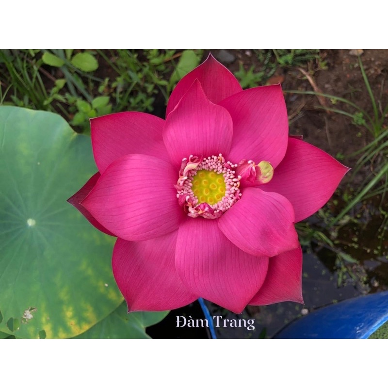 Củ sen Superlotus 14B