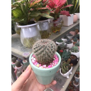 Cây xương rồng mini xinh xắn kèm sỏi cầu vồng trang trí