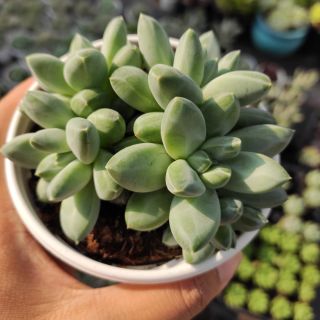 Kim cương trắng bụi size trung