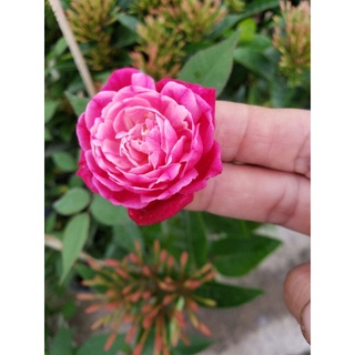Hồng cổ quế thơm