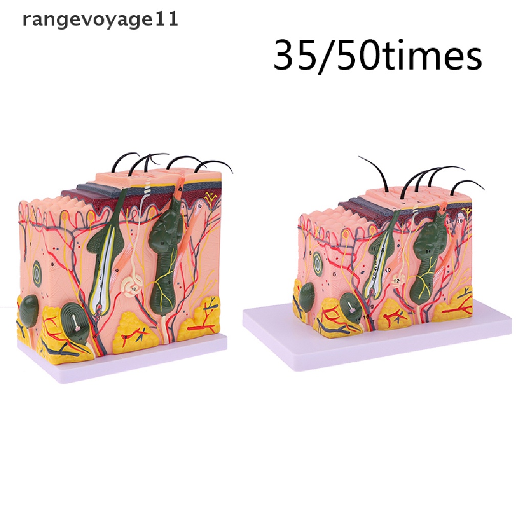 Mô Hình Cấu Trúc Da Người 35 / 50 Giờ
