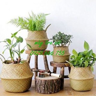 Combo bộ giỏ cói đựng đồ, trồng cây