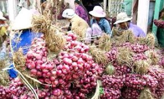 Hành tím Ta loại 1