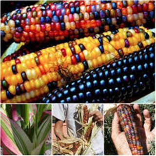 Hạt giống bắp cầu vòng