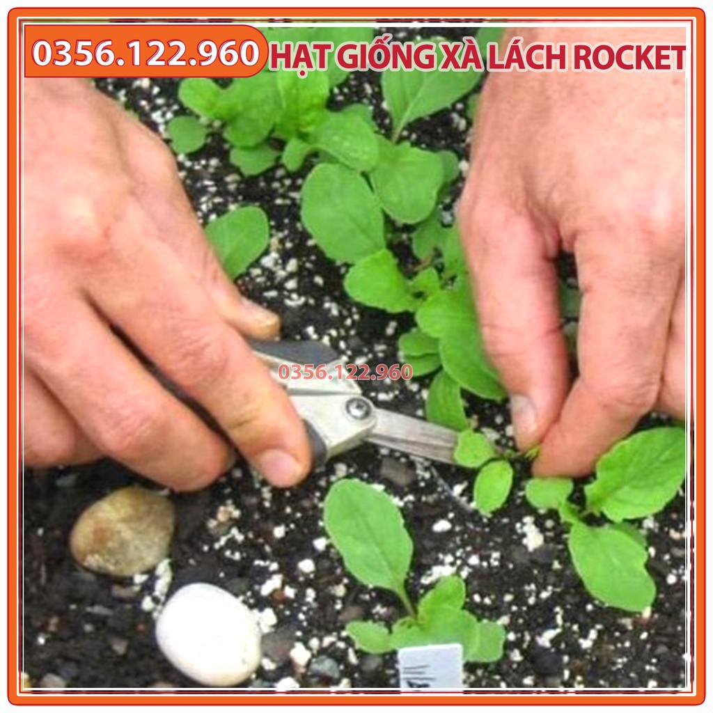 Hạt giống rau xà lách rocket, rau arugula - gói 2g - dễ trồng dễ chăm sóc