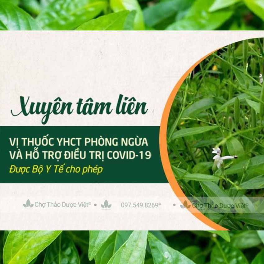 Thảo mộc xuyên tâm liên khô 1kg (Trà xuyên tâm niên bổ phế)- Chợ Thảo Dược Việt