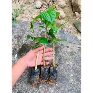 Trà hoa vàng ươm cành giống Tam Đảo