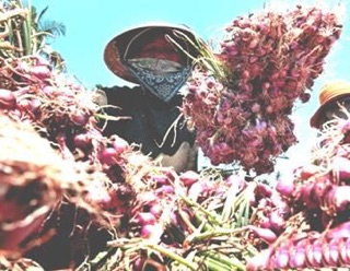 Hành tím Ta loại 1