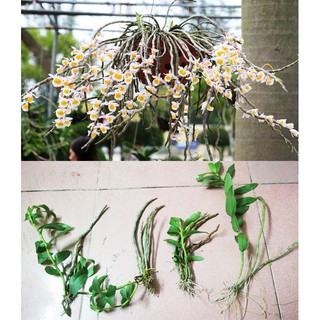 4 Khóm hoa lan long tu rừng đang lên mầm cực đẹp đã ghép dớn-  Hoa nở vào Tết và tháng giêng