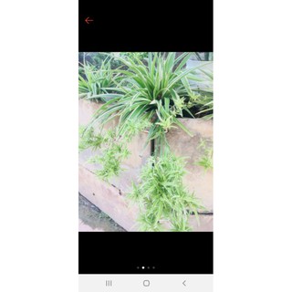 cây dây nhện(cỏ lan chi,mẫu tử) đang đẻ nhánh