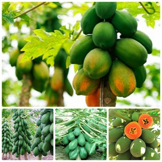 Hạt giống đu đủ lùn siêu trái thái lan gói 5 hạt