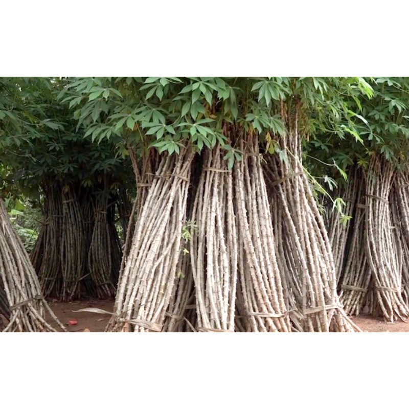 50 Hom khoai mì giống ruột trắng dẻo thơm