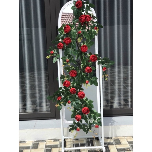 Dây trà leo - Dây Hồng leo cao cấp