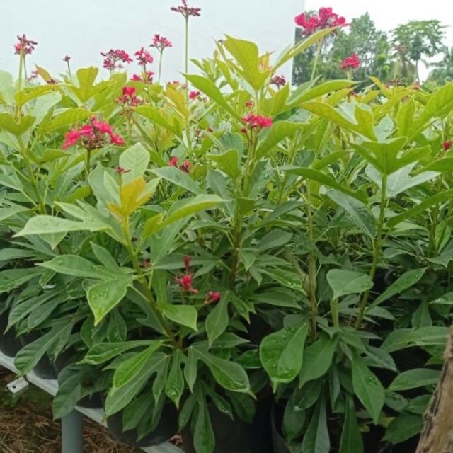 Cây hồng mai