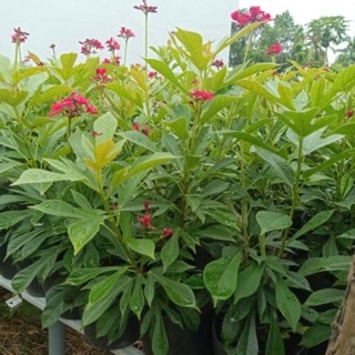 Cây hồng mai