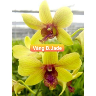 dendro vàng jade